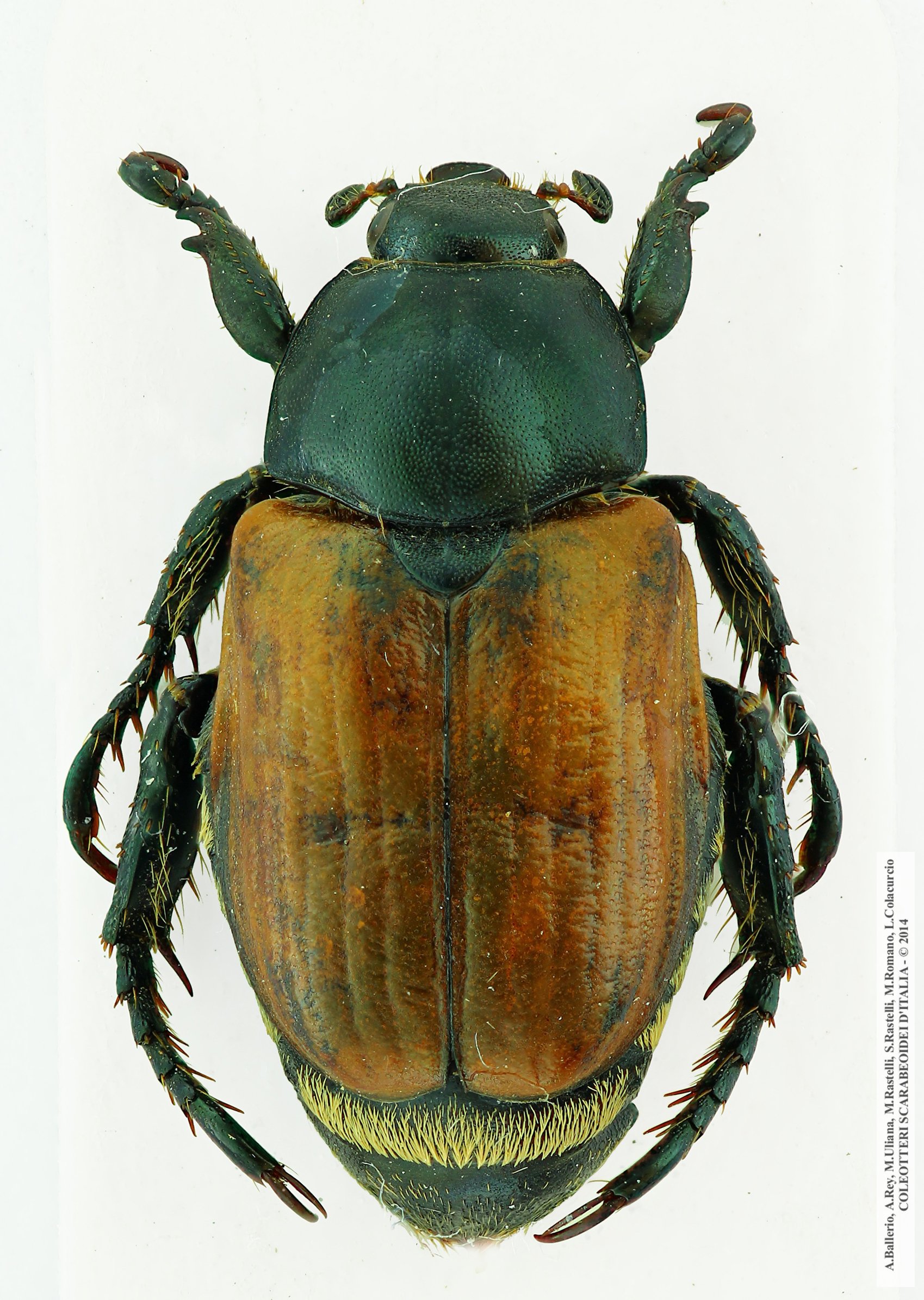 Anisoplia flavipennis, maschio